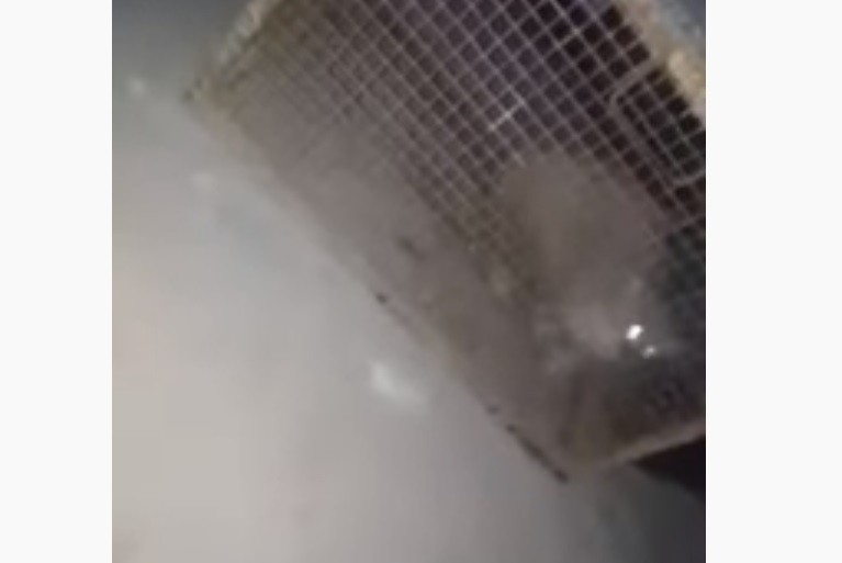 Bahía Blanca: hallaron un animal en su casa, creyeron que era un gato montés y se llevaron una sorpresa | Actualidad