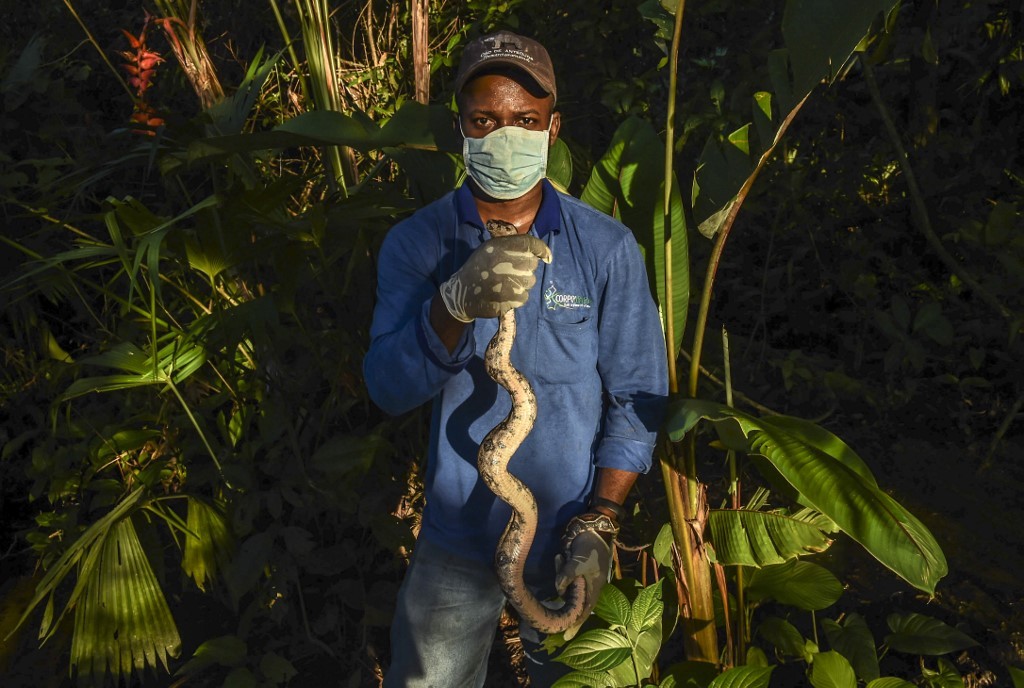 Animales silvestres como mascotas | Internacionales