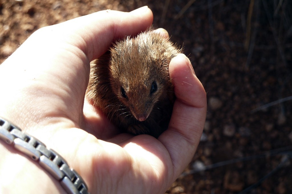 Preocupación: muerte masiva de pequeños marsupiales por sus relaciones sexuales intensas | Curiosidades