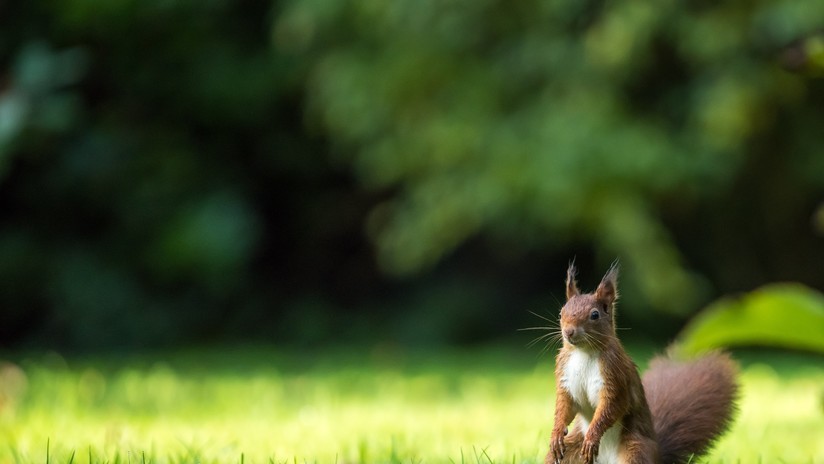La tierna foto de una ardilla abrazando una flor | Redes