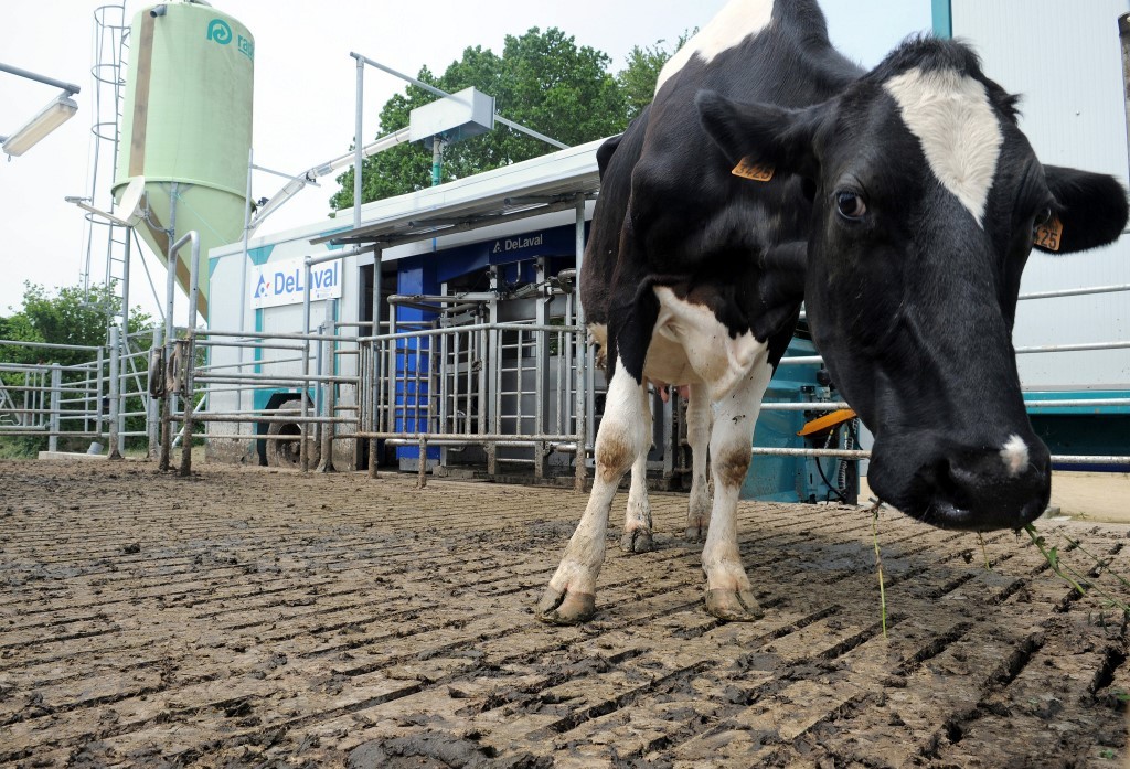 Vacas con menos emisión de carbono para ayudar al planeta: así es la granja experimental | Internacionales