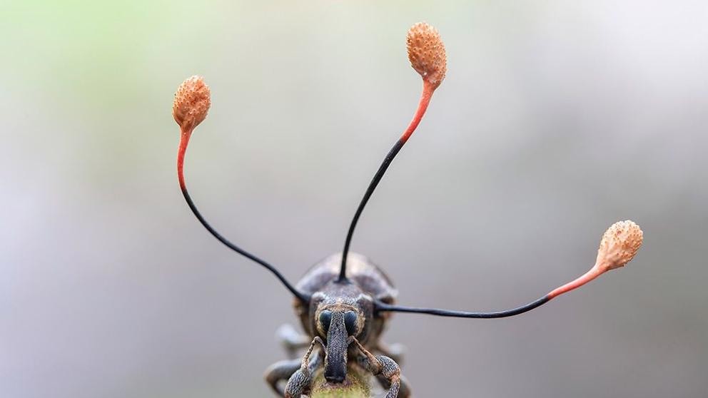 La impactante foto del "hongo zombi" que tomó el control de un escarabajo | Curiosidades