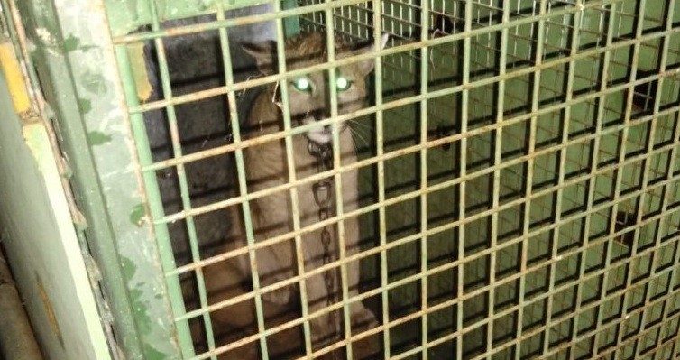 Rescataron a un cachorro de puma en una vivienda de San Luis | Actualidad