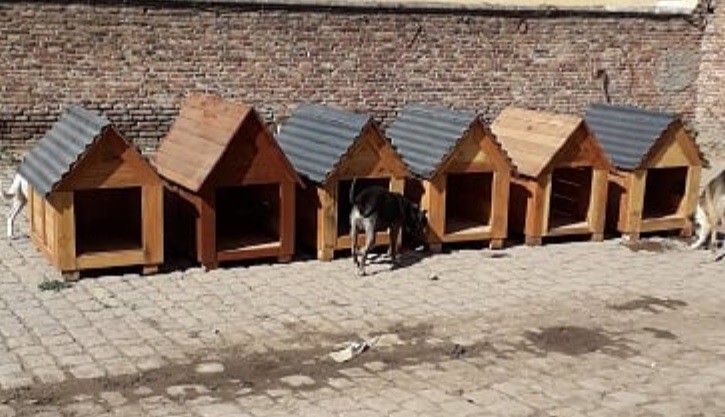 Un refugio con más de 60 perros de la calle recibió cuchas fabricadas por presos | Actualidad