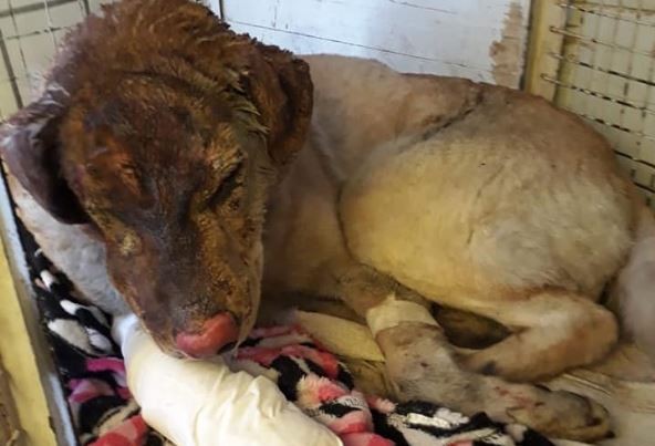 Un perro salvó a toda una familia de morir en un incendio | Actualidad