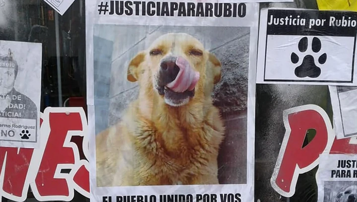 Arrastró a un perro hasta matarlo en Mar del Tuyú: marchas en todo el país para pedir justicia | Actualidad