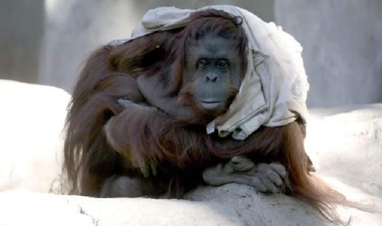 La orangutana Sandra será trasladada a Estados Unidos | Actualidad