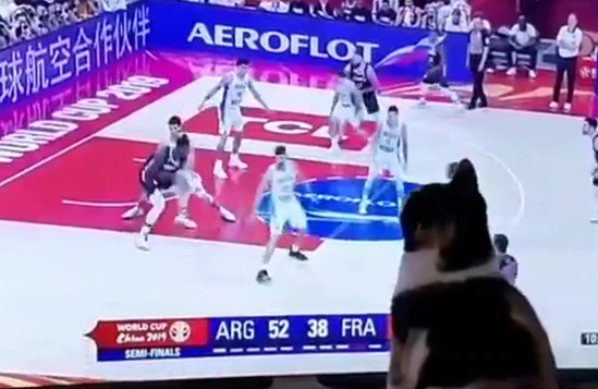 Video viral: el gatito que ayudó a que Argentina le gane a Francia en el Mundial de Básquet de China | Redes