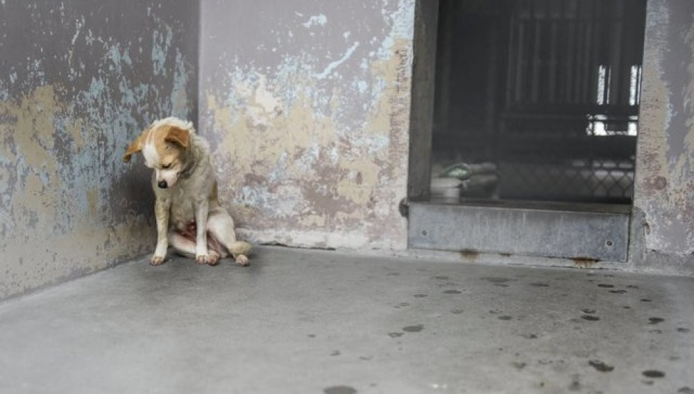 Le cortó una pata a su perro como castigo por molestar a los vecinos | Curiosidades