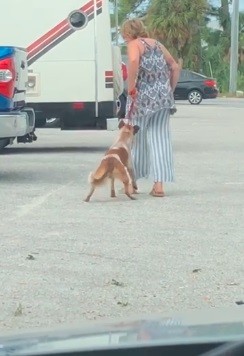 VIDEO: una mujer fue arrestada tras patear y estrangular a su perro | Internacionales