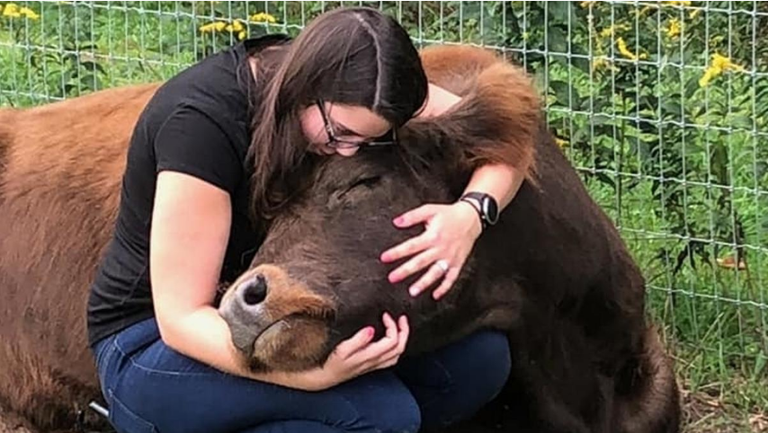 Curiosa terapia antiestrés: ¿Abrazar vacas relaja? | Curiosidades