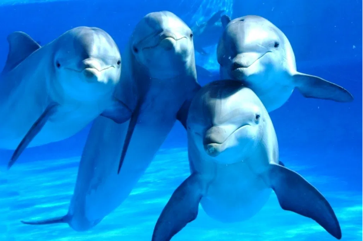 Los delfines que salvan vidas humanas | Curiosidades