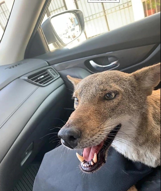 Creyó que había rescatado a un perro herido pero era un coyote | Curiosidades