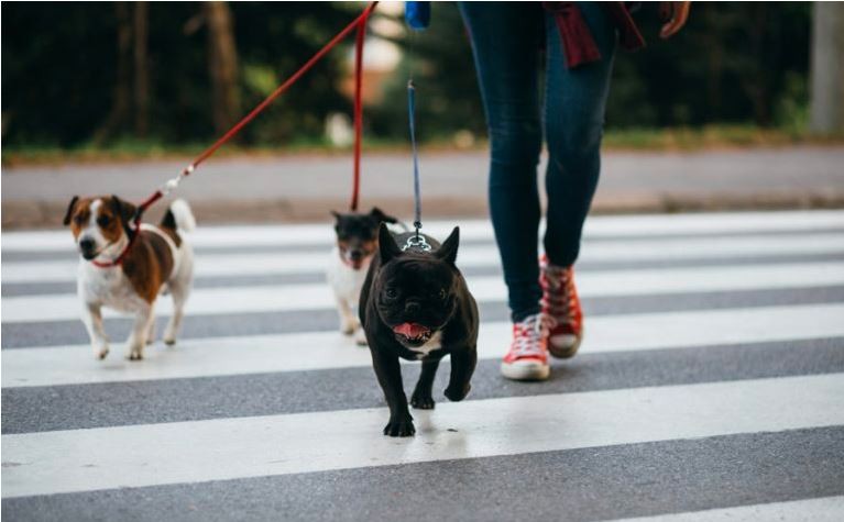 Multarán a los dueños que no saquen a pasear a sus perros | Curiosidades