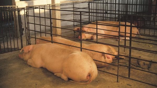 China cría cerdos gigantes del tamaño de "osos polares" ante la escasez de carne | Internacionales