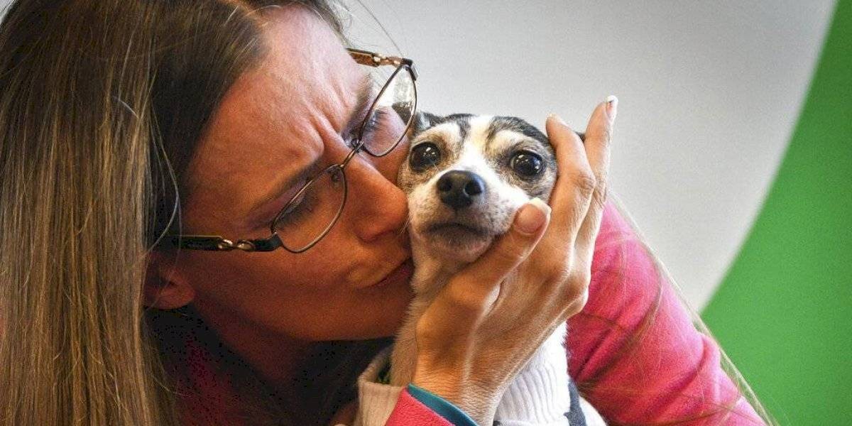 Halló a su perra 12 años después y a 1.600 kilómetros de su casa | Curiosidades