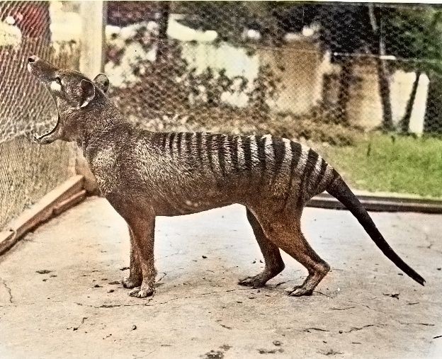 Lobo de Tasmania: vieron en la calle a un animal que se extinguió en 1936 | Internacionales