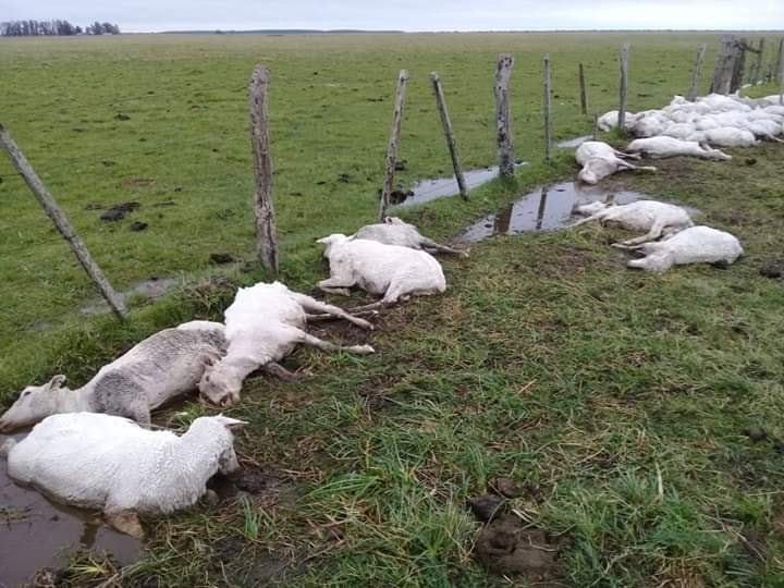 Murieron de frío más de 3.500 ovejas que habían sido esquiladas en Corrientes | Actualidad