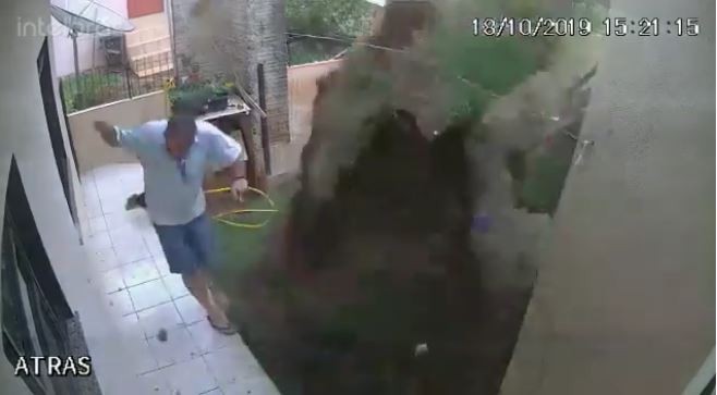 VIDEO: por combatir un hormiguero, se quedó sin jardín | Redes