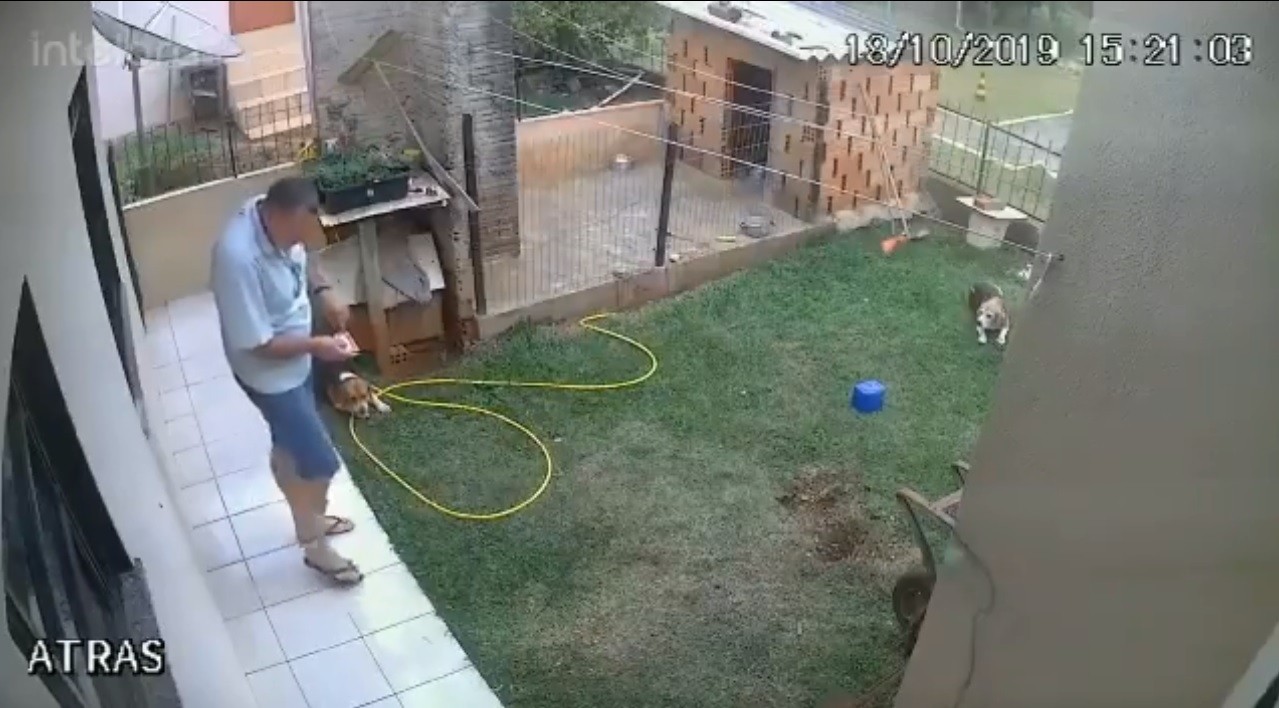 VIDEO Mirá lo que te puede pasar si tiras nafta en un hormiguero | Redes