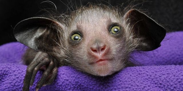 El secreto del animal "demoníaco" que lo hace único entre los primates | Curiosidades