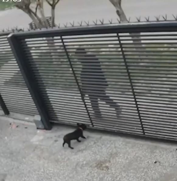 VIDEO: así un delincuente maltrata y se roba a un perro | Actualidad