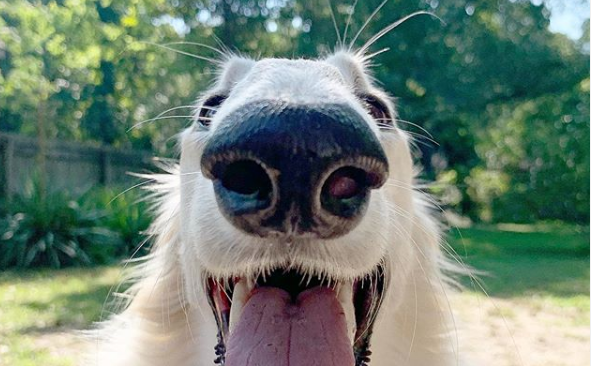 Furor en Instagram por el perro con el hocico más largo del mundo | Redes