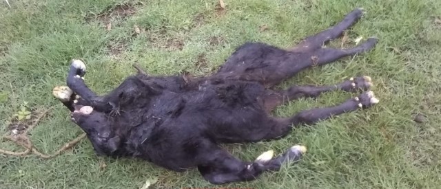 Nació un ternero con dos cuerpos unidos a una cabeza | Curiosidades