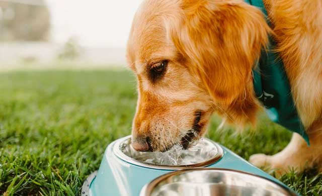 ¿Cómo cuidar a tu perro de las altas temperaturas? | Actualidad