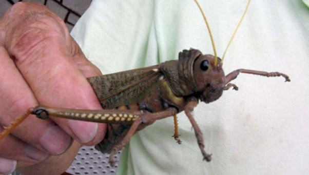 Una plaga de saltamontes "tucura sapo" avanza sin control en la meseta chubutense | Actualidad