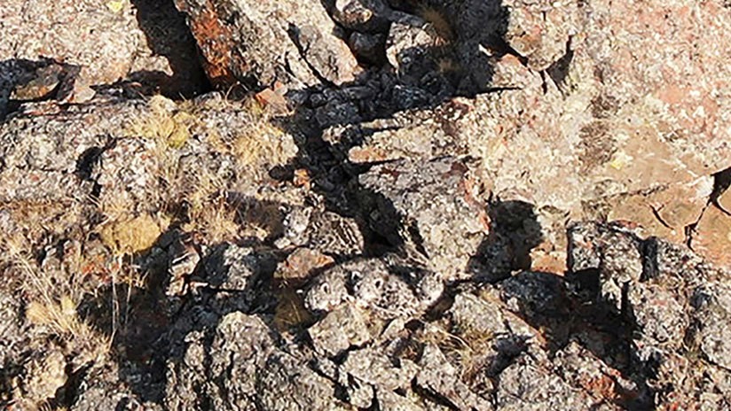 Fotografiaron crías de leopardos de las nieves y lanzaron un reto viral: ¿dónde están? | Redes