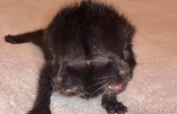 El milagro de la gatita Dúo: nació con dos caras y sobrevivió 4 meses pese a los pronósticos | Curiosidades
