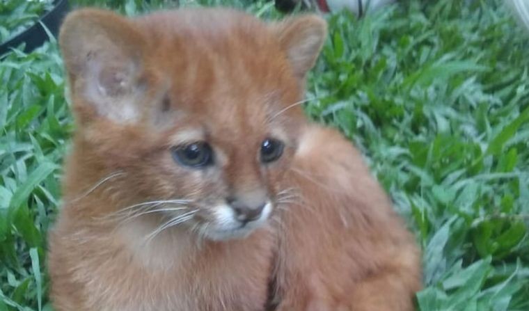 Una joven tucumana pensó que había adoptado un gato y era un puma | Actualidad
