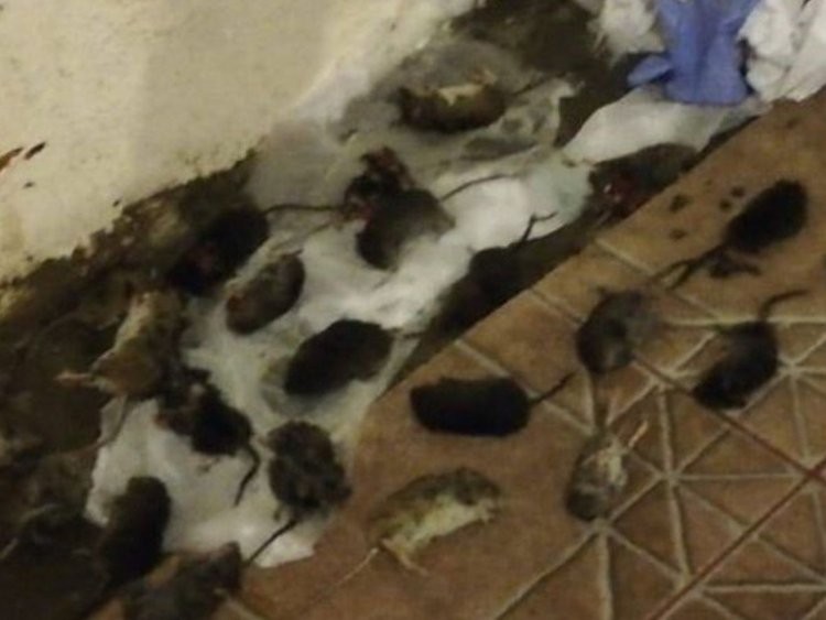 Neuquén: cerraron balnearios y accesos a lagos por invasión de ratas | Actualidad