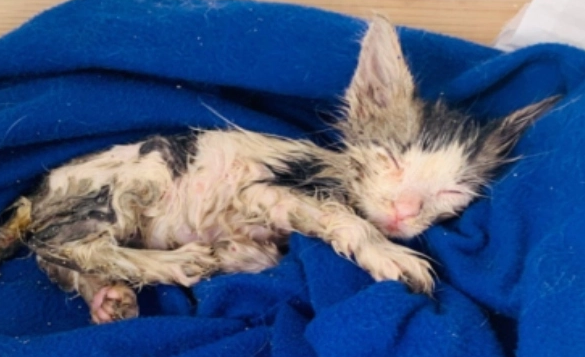 Hallaron a una gatita cubierta con pegamento que lucha por salvar su vida | Curiosidades