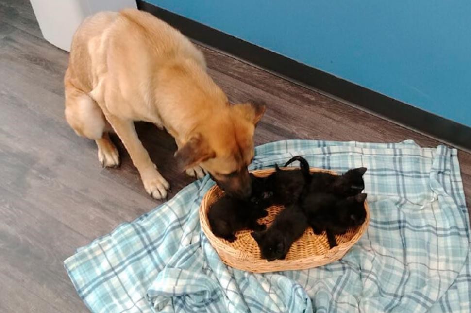 Conmovedora escena: perra callejera cobijó a gatitos abandonados al costado de la ruta con temperatura bajo cero | Redes