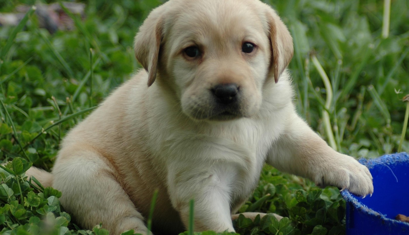 Preparativos y cuidados para perros cachorros | Curiosidades