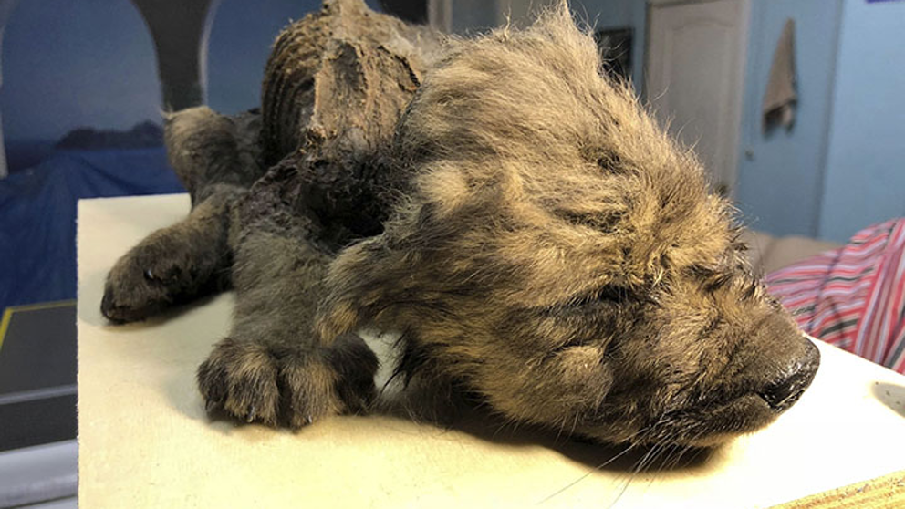 Hallaron un cachorro intacto de 18.000 años y no saben si es un perro o un lobo | Curiosidades