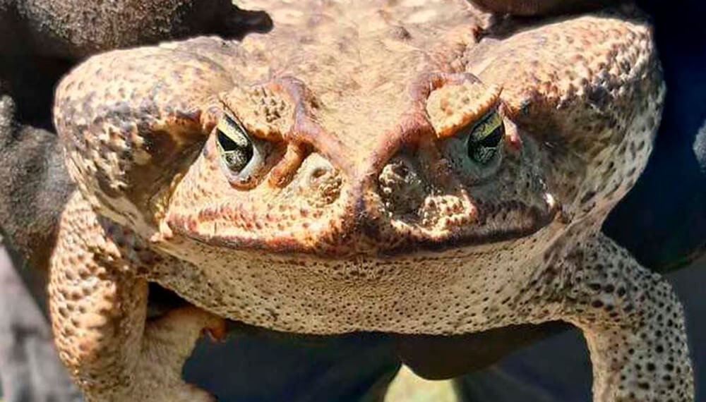 Santa Fe: Pánico en un pueblo por la aparición de un sapo gigante | Curiosidades