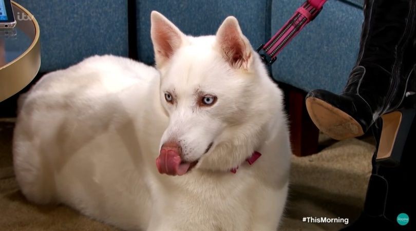 Video: decía que su perro era vegetariano y la mascota la desmintió en vivo en la TV | Curiosidades