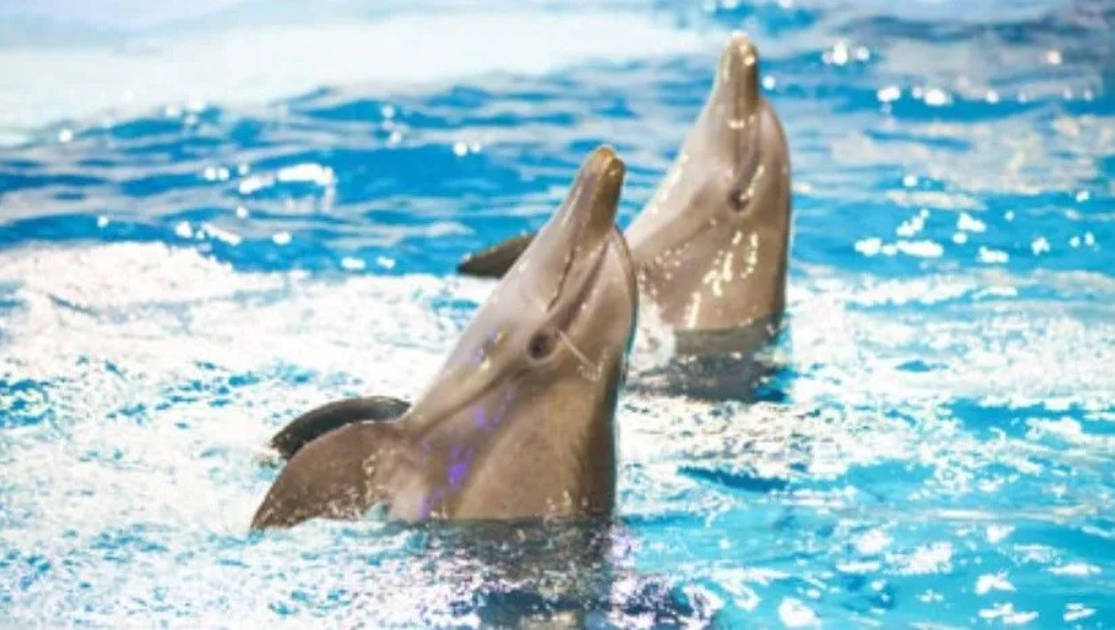 México: dos delfines enloquecidos atacaron y arrastraron a una nena | Internacionales