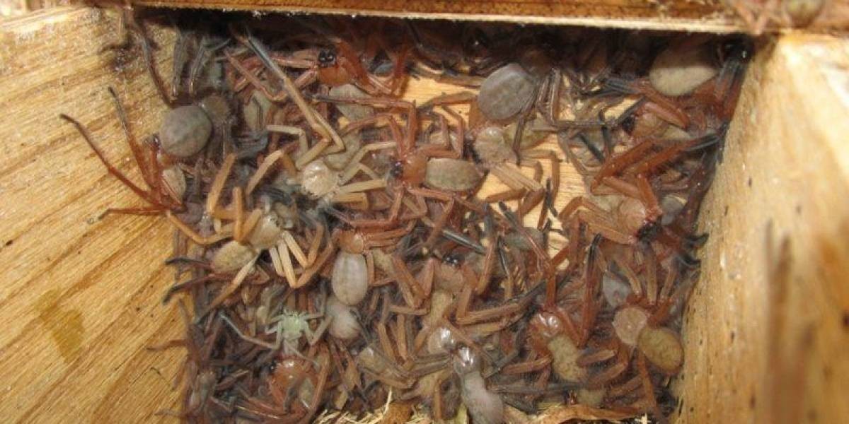 Foto aterradora: un cajón lleno de arañas gigantes que desconcierta a los científicos | Curiosidades