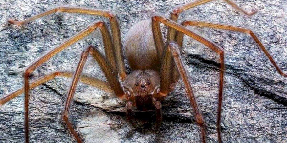 La temible araña venenosa: su mordida hace que se pudra la carne humana | Curiosidades