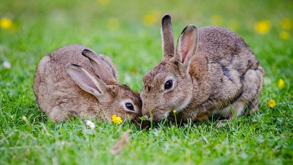 Declaran al conejo como una especie en "peligro de extinción" | Internacionales