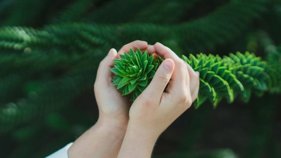 Científicos afirman que "las plantas gritan, pero los seres humanos no pueden escucharlas" | Curiosidades