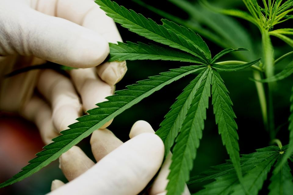 La propuesta del Gobierno para legalizar el consumo y autocultivo de marihuana: "Hay que estudiarlo bien" | Política y economía