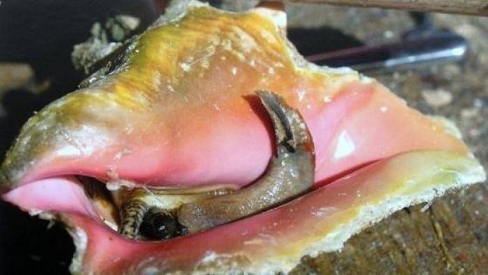 Incautan 130 kilos de lambis, un molusco en peligro de extinción | Internacionales