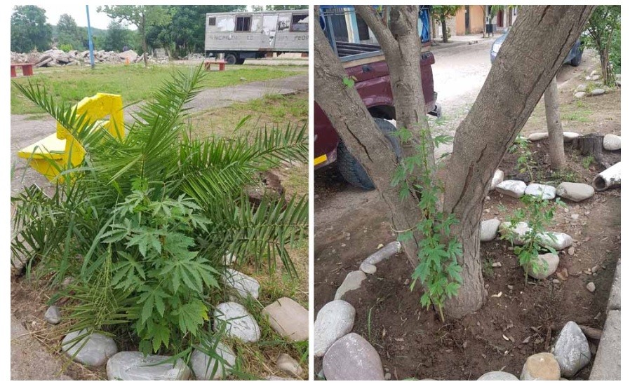 Encuentran plantas de marihuana en una plazoleta de la ciudad jujeña de San Pedro | Actualidad