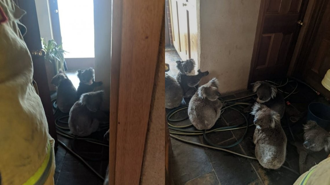 Seis koalas rescatados fueron encontrados abrazados por miedo | Internacionales