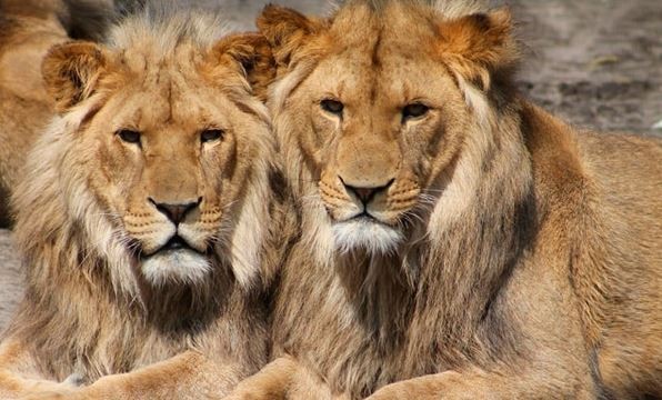 Cazadores mataron a 10 leones para comercializar sus patas y hocicos para la elaboración de pociones de brujería | Internacionales